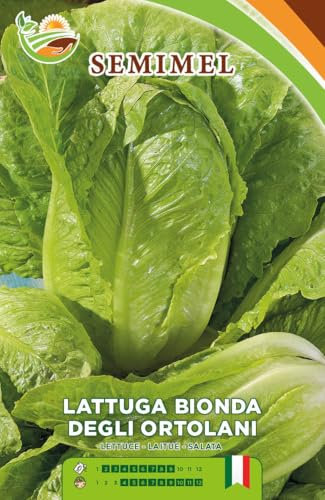 Lattuga Bionda degli Ortolani - Semi di Lattuga a Cespo Eretto, Foglie Luminose Verde Chiaro, Adatta per Coltivazione Primaverile ed Estiva 2 confezioni
