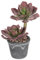 Arborus Plante Artificielle comme Une Vraie Succulente Artificielle en Pot 33 cm Plante Artificielle Succulente avec dégradé de Couleurs Feuilles Chambre Déco Bureau Déco Store Déco