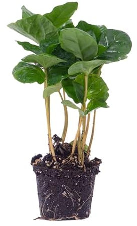 Planta del Café Natural Planta Exótica y Tropical para el Hogar