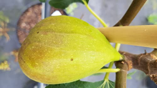 Ficus carica 'Goutte d'Or' / Figuier 'Goutte d'Or' / Godet/Fruitier