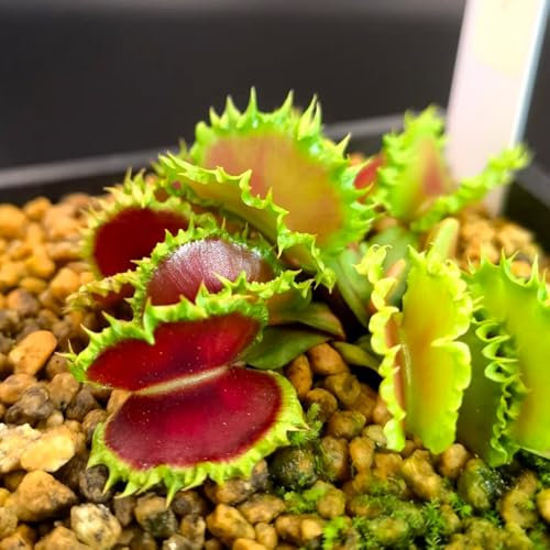 venusfliegenfalle samen - pflanztopf, extrem winterharte kübelpflanzen deko wohnzimmer, balkonpflanzen winterhart samen, alte sorten saatgut pflanzen, garten hochbeet zimmerpflanzen 30pcs