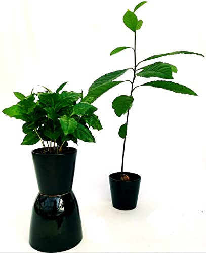 POWERS TO FLOWERS - AVOCADO, PIANTA DI AVOCADO, e PIANTA DEL CAFFE, 2 PIANTE, vaso 12cm, piante vere