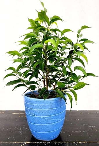 FICUS BENJAMIN NANO IN VASO CERAMICA AZZURRO, VASO 13CM DIAMETRO, pianta vera