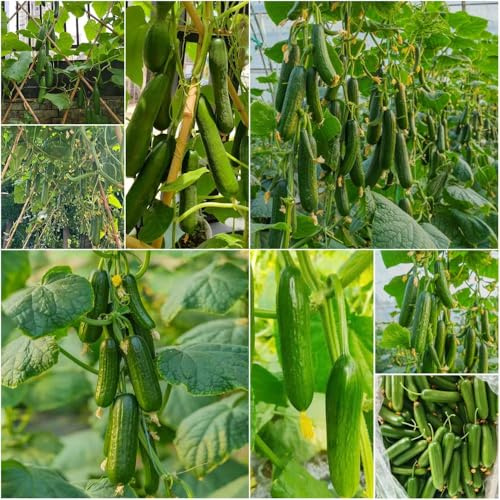 semillas de pepino orgánicas - balcón techo verde semillas orgánicas pepinos parterres perennes resistentes interior balcón 450pcs