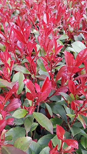 Photinia x fraseri 'Carré Rouge' / Photinia de Fraser compact 'Carré Rouge' / Conteneur de 3 à 4 litres