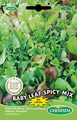 Germisem Baby Leaf Spicy Mix Semillas de Lechuga 2 g, EC6024