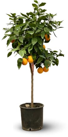 Attitude Garden - Orange - Medelhavet citrus - fruktträd - 120–130 cm - ⌀ 24 cm