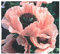 Papaver Coral Reef - Riesenmohn - Türkischer Mohn Coral Reef - 20 Samen