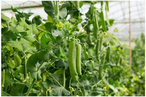 PREMIER SEEDS DIRECT - Pea - Alderman - 250 Finest Seeds - Main Crop - Tall