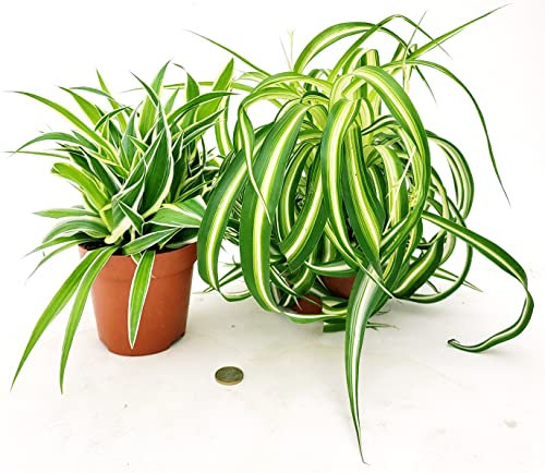 POWERS TO FLOWERS - CHLOROPHYTUM OCEAN E BONNIE, FALANGIO, 2 PIANTE VASO 13CM, piante vere