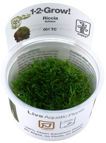 TROPICA FLUITANS CURL