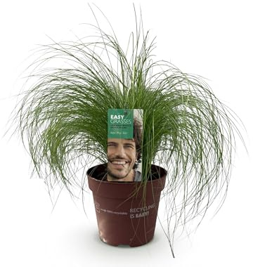 Delicata erba piuma – erba ornamentale – Stipa tenuifolia Pony Tails – Verde – 4 piante – Pervinca – Piccola cura – Vaso 17 cm altezza 50 cm