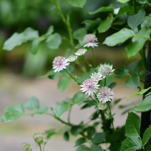 semillas de agripalma, mariposas Astrantia mayor, perennes resistentes variedades antiguas para invitados orgánicas otoño 125pcs
