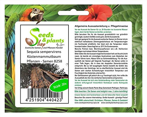Stk - 20x Sequoia sempervirens Küstenmammutbaum Pflanzen - Samen B258 - Seeds & Plants Shop by Ipsa