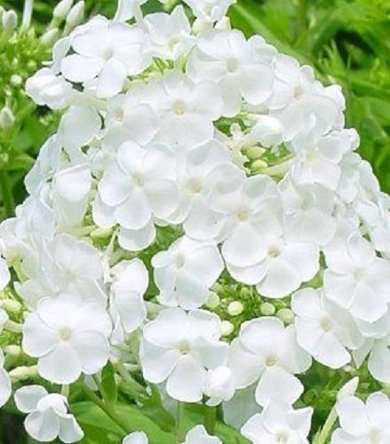 ¡¡Nuevo!! 30+ Fragranti Semi Luminoso Bianco Phlox Fiore/Perenna