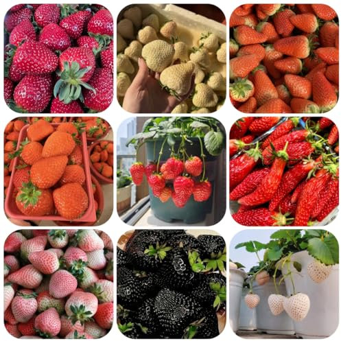 erdbeer samen mehrjährig bio - obstbäume, balkongewächshäuser erdbeersamen erdbeeren samen,klettererdbeere kletterpflanzen winterhart, winterharte pflanzen für garten balkon pflanze, 1000pcs