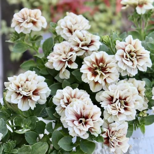 semillas de petunia colgando - primavera resistentes jardín silvestres perenne balcón 200pcs