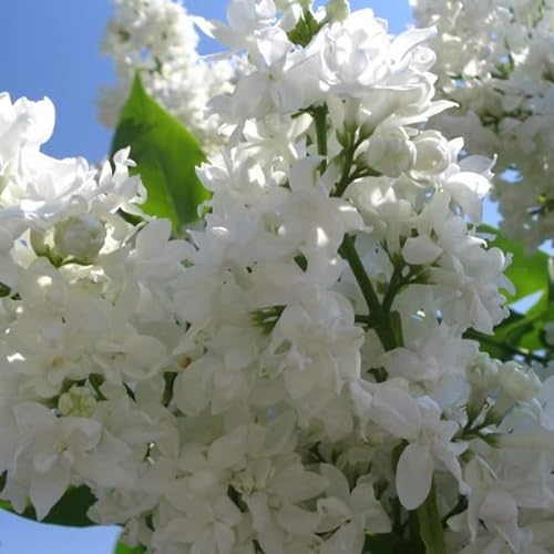 Edelflieder 'Madame Lemoine' - Syringa vulgaris 'Madame Lemoine' 40-60 C - 60-80 cm Topf