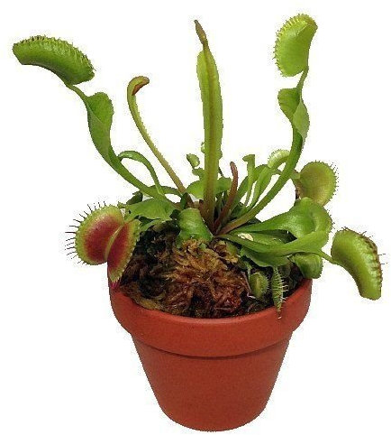 Seeds Semi di GERMINAZIONE: Venusfliegenfalle Pflanze - Fleisch Fressende - Dionée - 3 potseeds