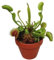 Seeds Semi di GERMINAZIONE: Venusfliegenfalle Pflanze - Fleisch Fressende - Dionée - 3 potseeds