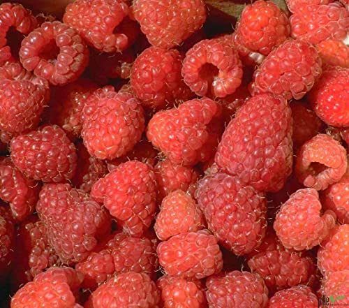 Himbeere Malling Promise Himbeerpflanzen früh tragend aromatisch lecker sehr ertragreich