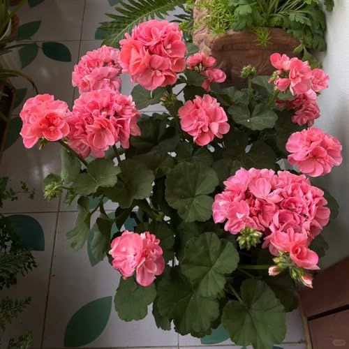semi di geranio perenni - balcone resistenti interno tappezzante giardino, biologici 350pcs