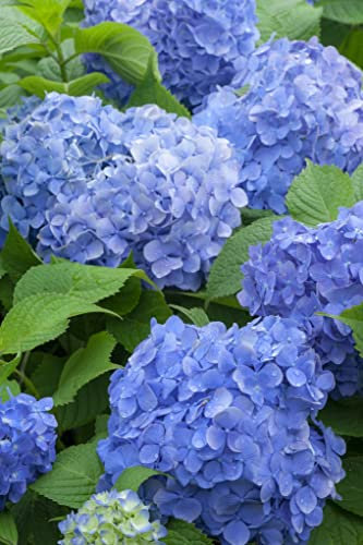 Suttons Hardy Perennial Hydrangea Macrophylla ‘Blue Danube’ Deciduous Flowering Shrub, Potted Garden Outdoor Plants Ideal for Cottage Gardens, Patio and Containers (3 x 3.5 Litre Pot)