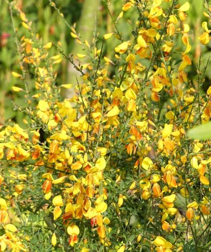 Edelginster Cytisus scoparius 'Firefly' Besenginster 40-60 cm immergrün winterhart Freilandaufzucht
