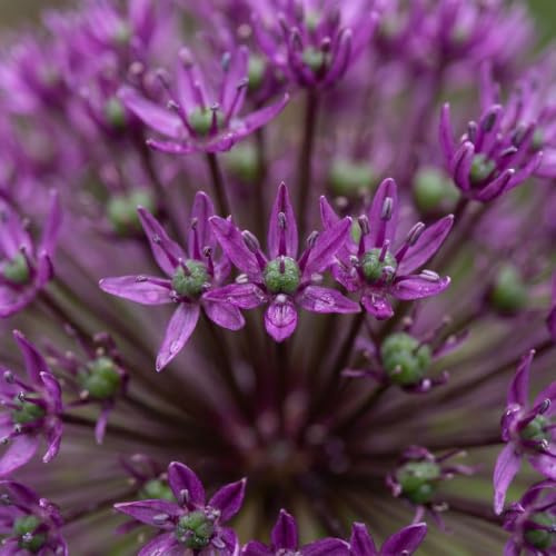 GreenboutiQ - Bulbes à fleurs - Allium Miami - Couleur Violet - 15 pièces - Taille de bulbe 10/11 - Pack XXL