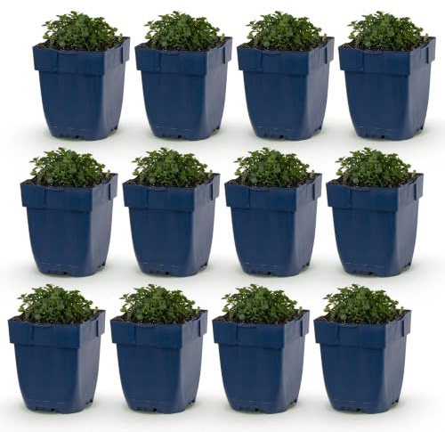 Campanula portenschlagiana - Campanule à feuilles de pêcher - Couvre-sol - Rose - 12 plants - 15-25cm - Ø11cm - Plante de jardin