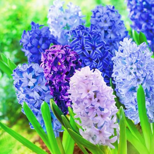 Hyazinthenzwiebel-Winterhart MehrjäHrig,Hyazinthen Rhizome,Hyazinthen Zwiebeln Winterhart,Einfache Wartung-5zwiebeln-e