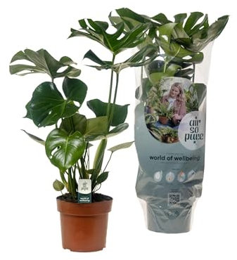 Monstera deliciosa - 45-55cm - Ø17cm - Plante d'intérieur - Vert persistant