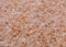 Himalaya Salz grob 2-4mm 1kg, Natursalz aus Pakistan, Kristallsalz