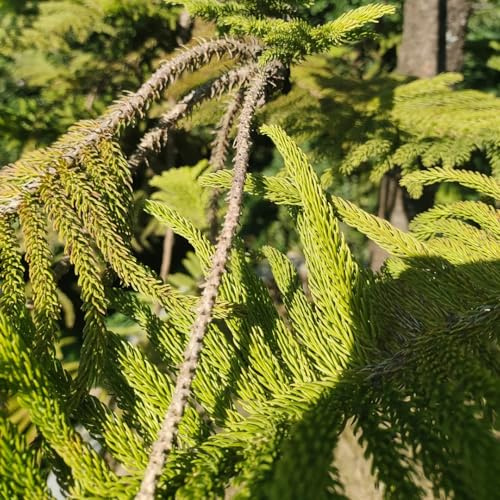 araucaria en extremadamente resistentes decoración de oficina semillas de invernaderos balcón jardín reales semillas orgánicas 800pcs