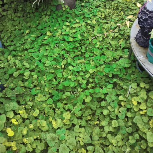 semillas de hiedra terrestre - semillas de orgánico raro silvestres jardín rocas verdes balcón jardín cultivo sombra exótico ornamentales 500pcs