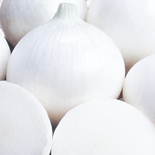Welldales 50 Giant Sweet White Spanish Onion Seeds Pack UK Harvested Vegetables to Grow