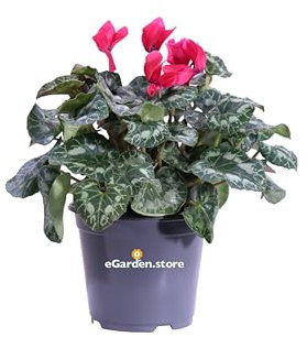 Pianta di Mini Ciclamino Pianta da esterno ornamentale in vaso di plastica fiori vari colori Pianta vera venduta da eGarden.store (Fucsia)