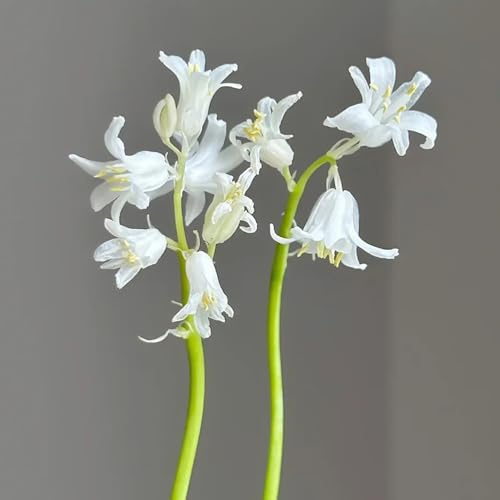 semillas de campánula, silvestres de balcón, cortadas de perennes resistentes, balcón resistentes, 20pcs