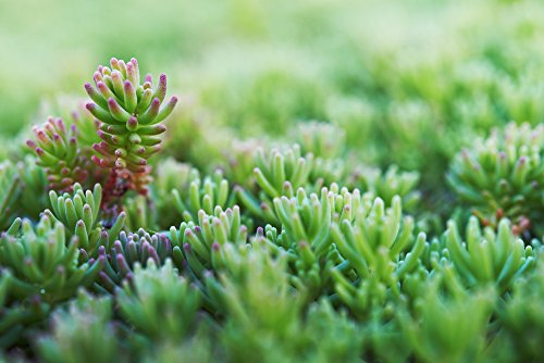 Fetthenne, Lizard, Sedum rubens 20 Samen