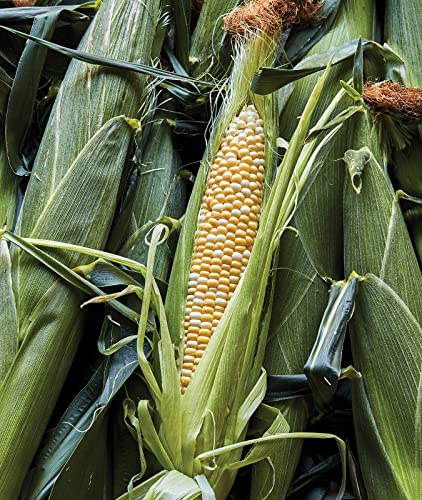 Burpee Ambrosia Sweet Corn Seeds – Tender Sweet Corn Seeds for Vegetable Garden Planting, 200 Seeds