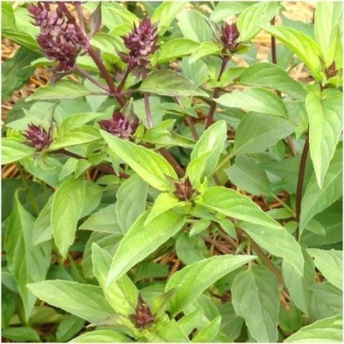 Paquet de 500 graines, graines Thai basilic (Ocimum basilicum)