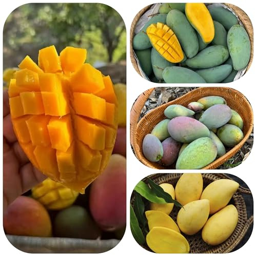 semillas de árbol mango - extremadamente resistentes Decoración sala estar 9pcs