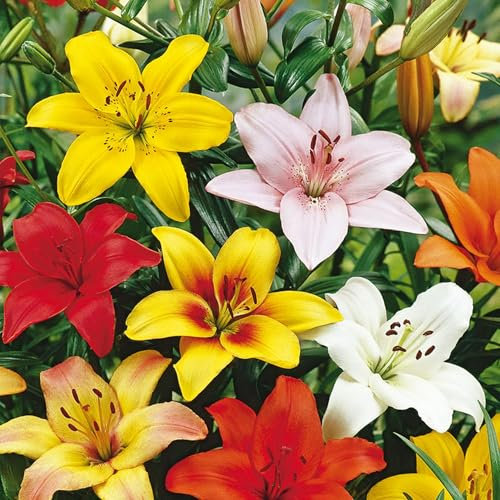 5 Lilienzwiebeln 'Asiatisch' - Extra-Großpackung - Elegante Sommerblumen für Garten, Töpfe & Balkon - Gartenfertige Blumenzwiebeln
