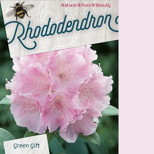 Rododendro 'Silver Wolke - Rododendro 'Silberwolke' - 25-30_C