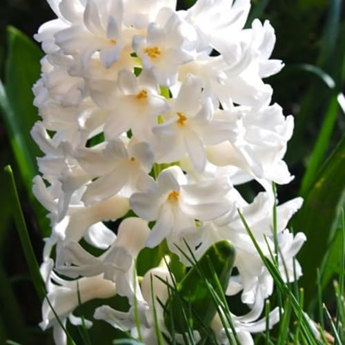 Hyazinthen zwiebeln,Winterharte,hyazinthen zwiebeln winterhart,traubenhyazinthen zwiebeln winterhart,hyazinthen duft,hyazinthen rhizome,hyazinthenblüten,traubenhyazinthen rosa.-6zwiebeln-G