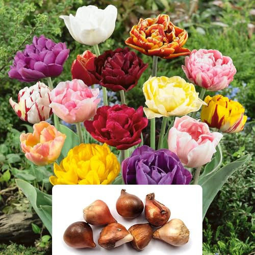 10 Tulip Double Late Mixed Bulbs: A Timeless Perennial Choice - Enhance Your Garden with Stunning Floral Combinations - Perfectly Suited to UK Climate Conditions