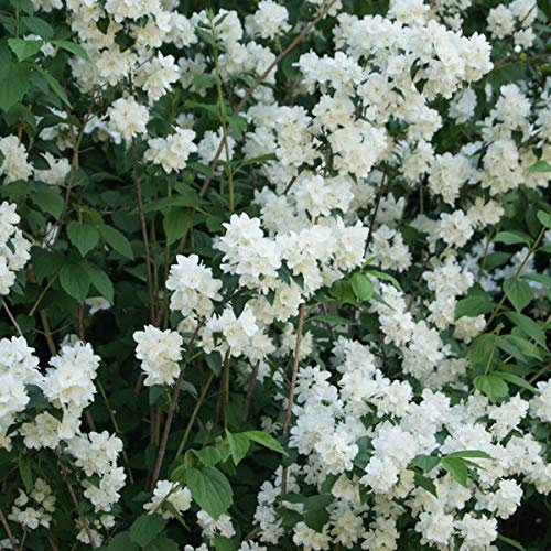 Philadelphus 'Virginal'- Seringat 'Virginal' 50-60 cm en conteneur