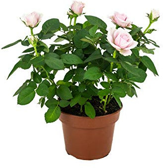 Rosal Mini Flor de Color Rosa 10cm Planta Natural en Maceta