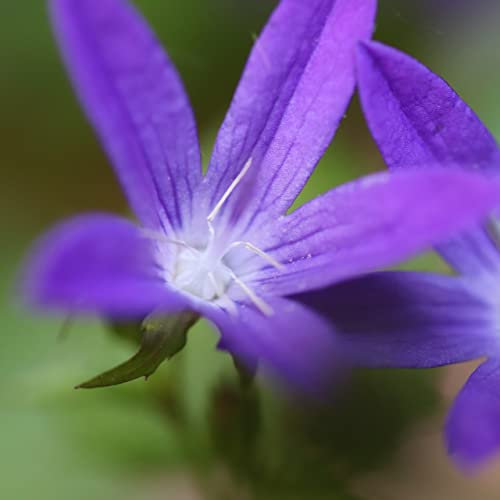 12 unità Campanula Garganica - Campanula Italiana Vaso 9x9cm ±1 m² - Fiori Blu e Foglie Durevoli, Ideali per Giardini Rocciosi