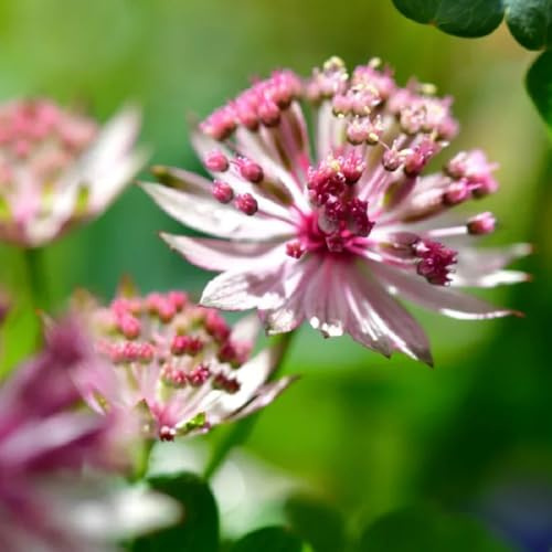 semi di astrantia stella ombrella resistenti, balcone di ombrella stellata resistenti per il giardino, decorativi balcone, 150pcs